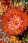Bright orange or red flowers of a barrel cactus in the Sonoran Desert. Art Print